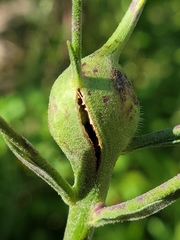Aulacidea subterminalis