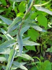 Aulacidea subterminalis