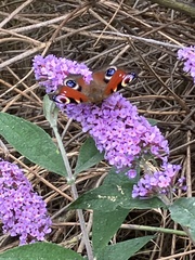 Aglais io