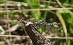 Orthetrum albistylum