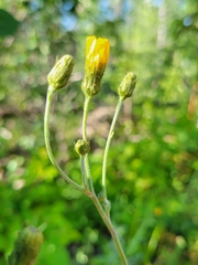 Aulacidea subterminalis