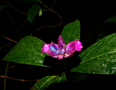 Palicourea urceolata