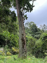 Ficus gigantosyce