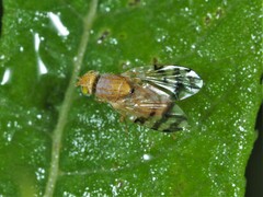 Neaspilota vernoniae