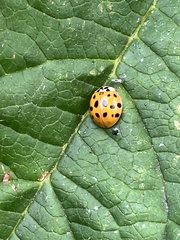 Harmonia axyridis