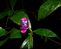 Palicourea urceolata