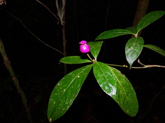 Palicourea urceolata