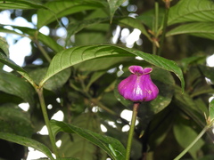 Palicourea urceolata