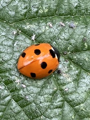 Coccinella septempunctata