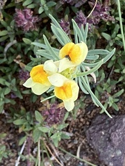 Linaria buriatica