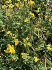 Lotus corniculatus