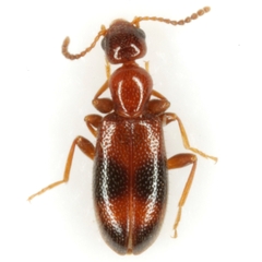Vacusus vicinus