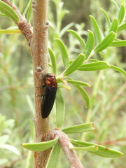 Agrilus heterothecae