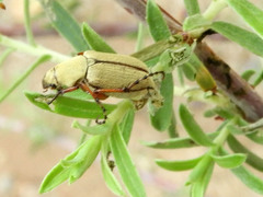 Macrodactylus uniformis
