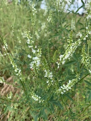Melilotus albus