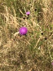 Centaurea nigra