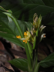 Hylaeanthe hexantha