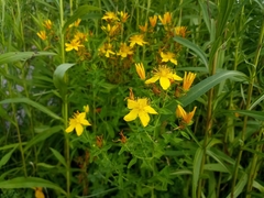 Hypericum perforatum