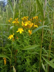 Hypericum perforatum