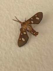 Anapisa parachoria