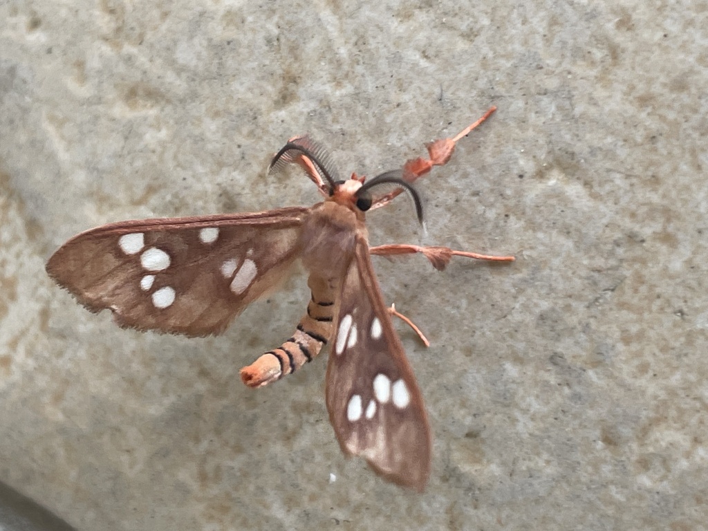 Pseudothyretes