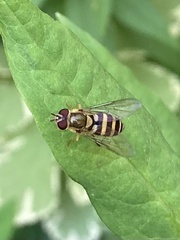 Syrphus rectus