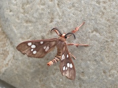 Pseudothyretes perpusilla