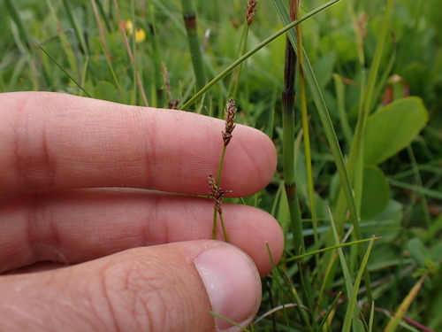 Image of Carex dioica by (c) Skjold Søndergaard, some rights reserved (CC BY)