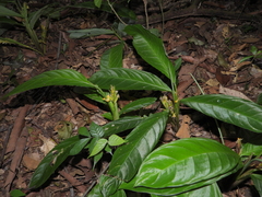 Hylaeanthe hexantha