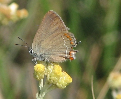 False Ilex Hairstreak