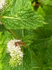 Meliscaeva cinctella