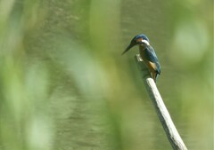Alcedo atthis ispida