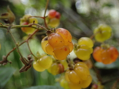 Rubus schmidelioides schmidelioides