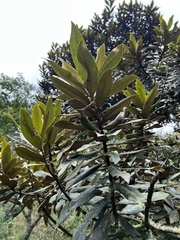 Ocotea caesariata