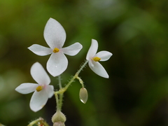 Begonia crenata