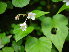 Begonia crenata