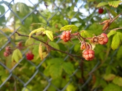 Rubus idaeus