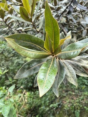 Ocotea caesariata