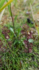 Euphrasia subarctica