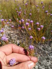 Pseudoselago similis