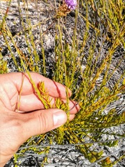 Pseudoselago similis
