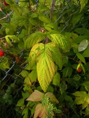 Rubus idaeus