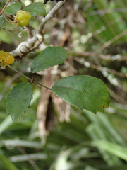 Rubus schmidelioides schmidelioides
