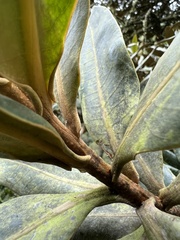 Ocotea caesariata