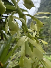Epidendrum excisum