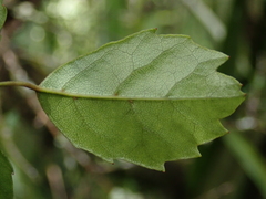 Rubus schmidelioides schmidelioides