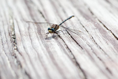 Phanogomphus westfalli