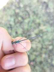 Erythromma viridulum