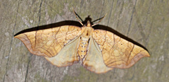 Eulithis gracilineata