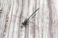 Phanogomphus westfalli